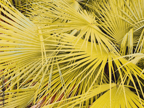 Close up view of palm leaves