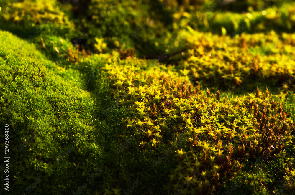 Moss. The texture of the moss Moss. The texture of the moss