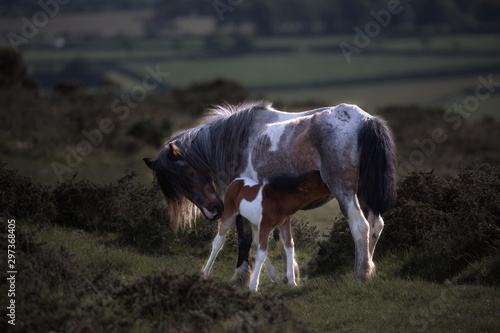 Dartmoor Pony with her Foal © Christian Löffler