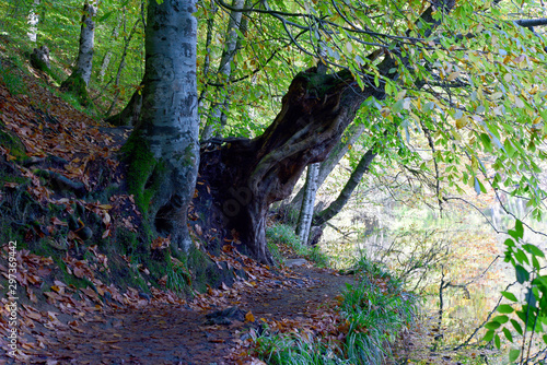 footpath in forest with autumn leaves