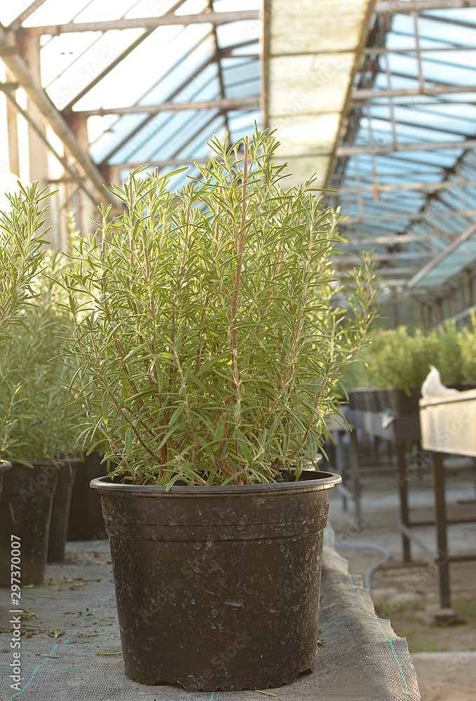 Rosemary plant in pot in greenhouse