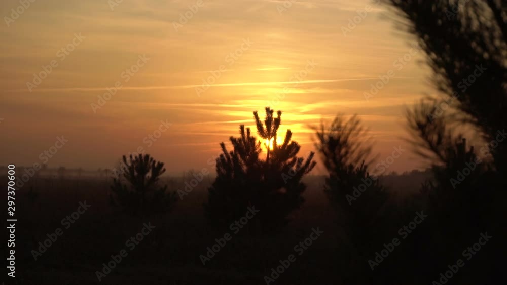 sunset between young pine trees sunset between young pine trees