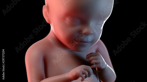 Human foetus at 28 weeks, animation. photo