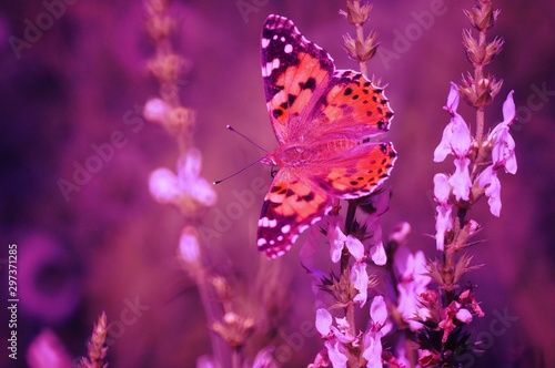 Beautiful pictures of butterflies in nature. Beautiful natural background. Macrophotography.