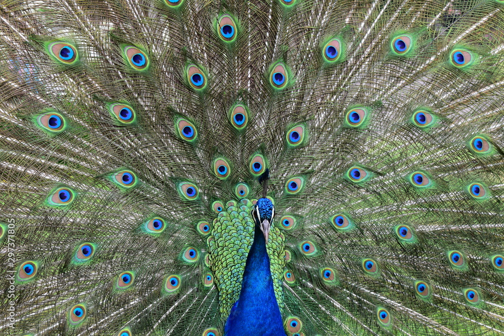 Obraz premium Beautiful scene of blue peacock