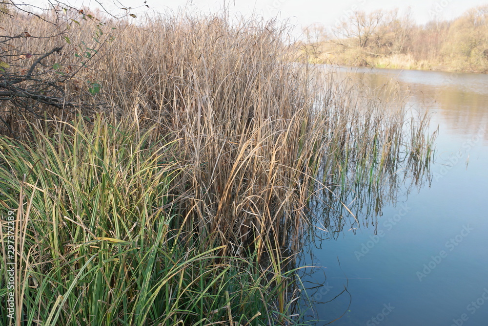Fototapeta premium reeds in lake