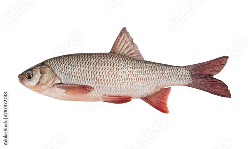 Vászonkép Freshwater fish ide isolated on a white background. Live fish