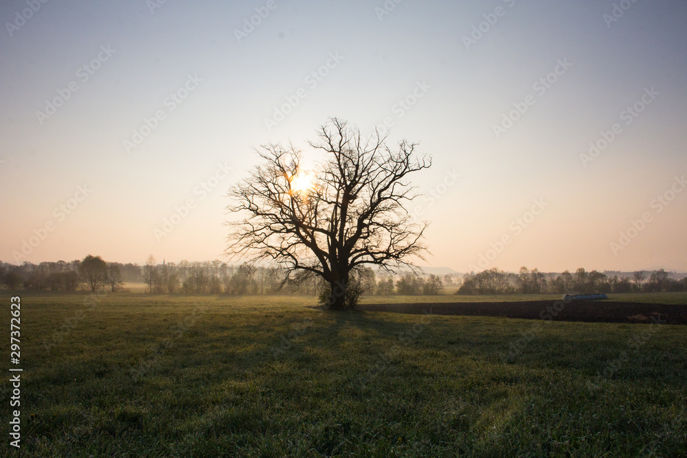 single tree at sunset