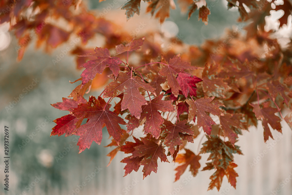 Golden Autumn season in October. Fall trees. Oak tree with red, orange and yellow leav. Sunny Autumn day in October. Halloween season. Denver streets on Fall season.