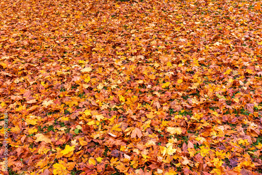 herbstblätter