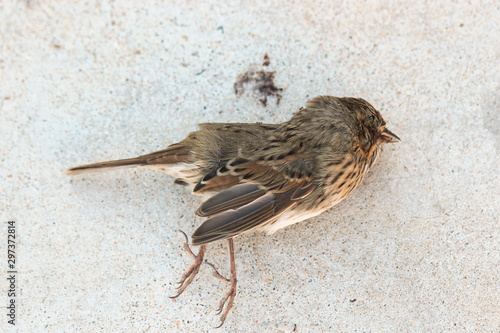 bird on the ground