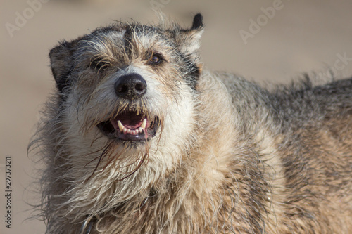 Pies na plaży frontalnie