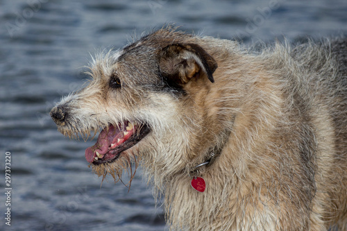 Uśmiechnięty pies nad wodą