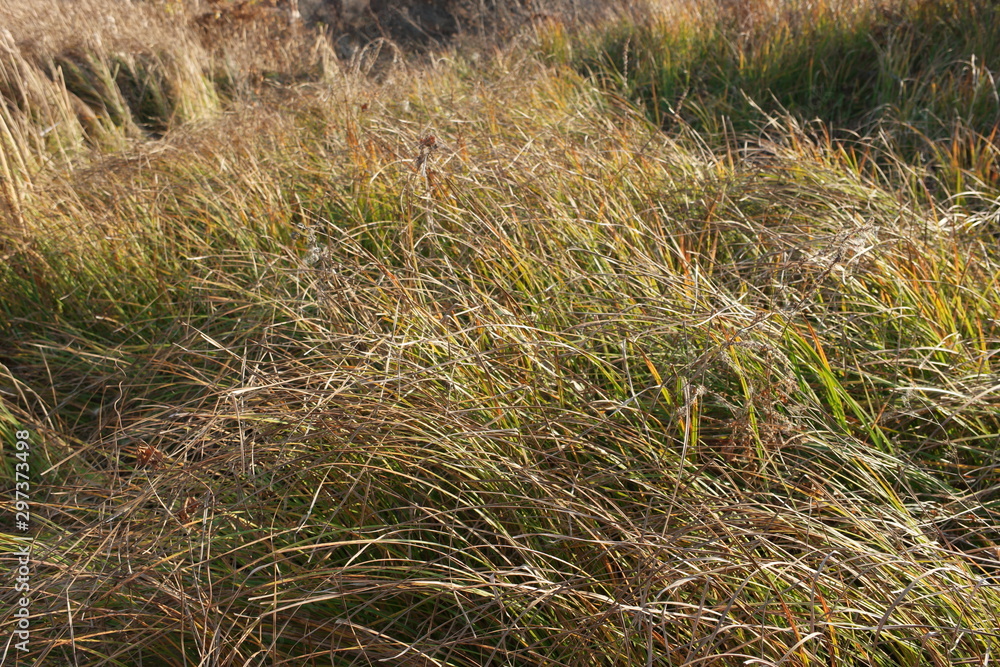 Fototapeta premium nature in autumn