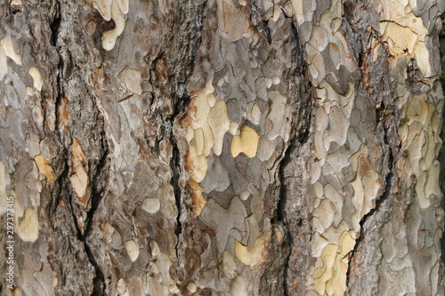Smooth abstract tree bark texture