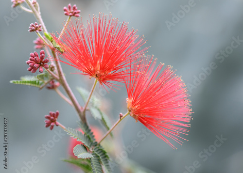 red baja fairy duster flower