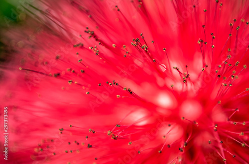 red bottlebrush flower photo