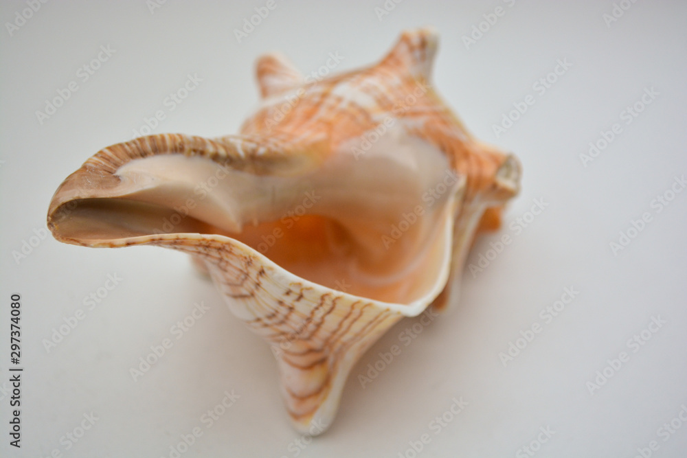 sea shell on white background with a big house sea shell on white background with a big house
