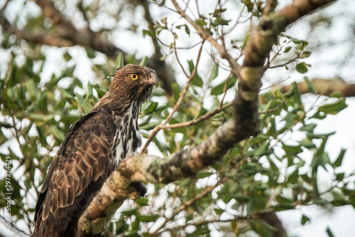 Changeable hawk-eagle or crested hawk-eagle (Nisaetus cirrhatus), bird of prey of the Indian subcontinent, India and Sri Lanka, close up raptor portrait on tree