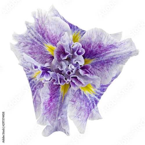 Fototapeta Naklejka Na Ścianę i Meble -  Iris flower isolated on a white background.