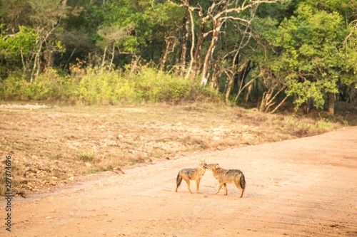 Couple of golden Jackal, Canis aureus on the road in Yala National Park, Sri Lanka, Asia. Beautiful wildlife scene from nature habitat from Sri Lanka, carnivorous mammal, hunting, exotic adventure