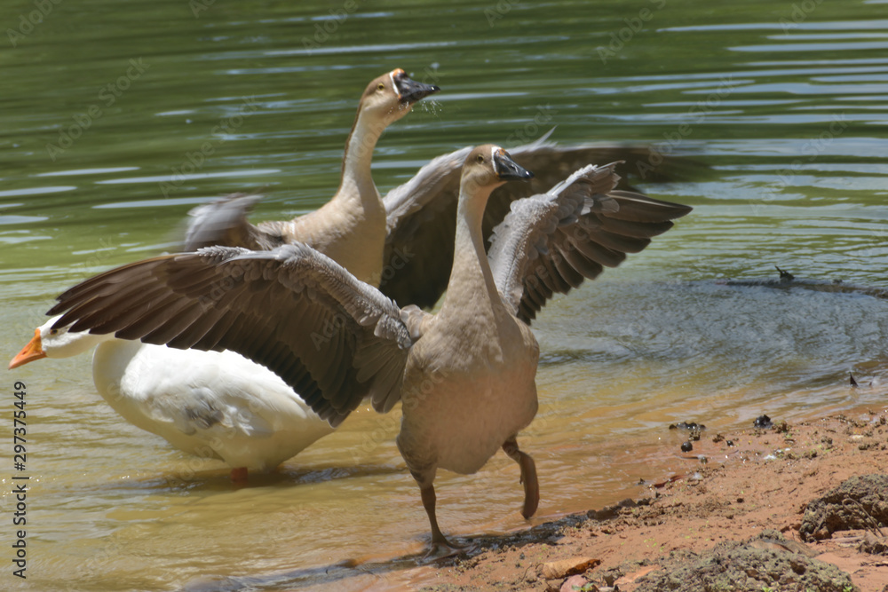 duck in the water or duck flying time duck in the water or duck flying time