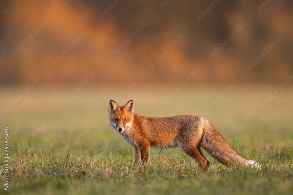 Mammals - European Red Fox (Vulpes vulpes) Mammals - European Red Fox (Vulpes vulpes)