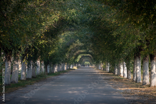 driveway that leads through a tunnel made from treetop