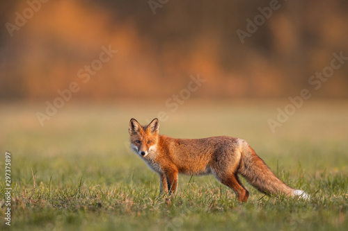 Mammals - European Red Fox (Vulpes vulpes)