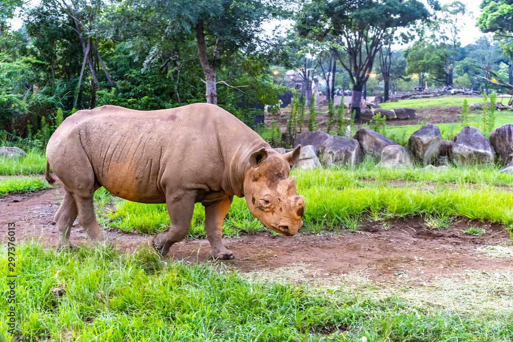 Fototapeta premium 歩くサイ