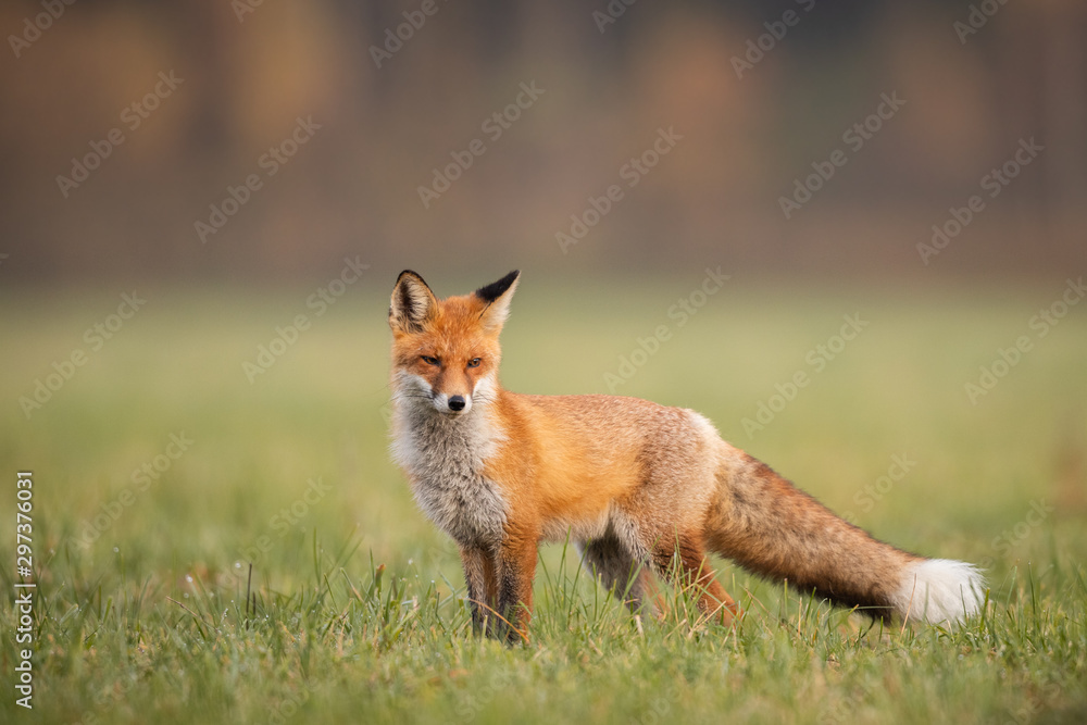Mammals - European Red Fox (Vulpes vulpes) - obrazy, fototapety, plakaty 