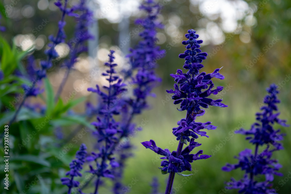 Fototapeta premium Mealy Blue Sage or Mealycup Sage (Salvia farinacea), close-up and selective focus with green bokeh background