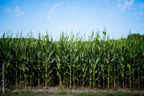 Photography Beautiful shot of cornfield with a blue sky in the background