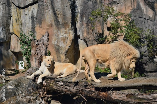 White lions on the constructed bridge ... photo