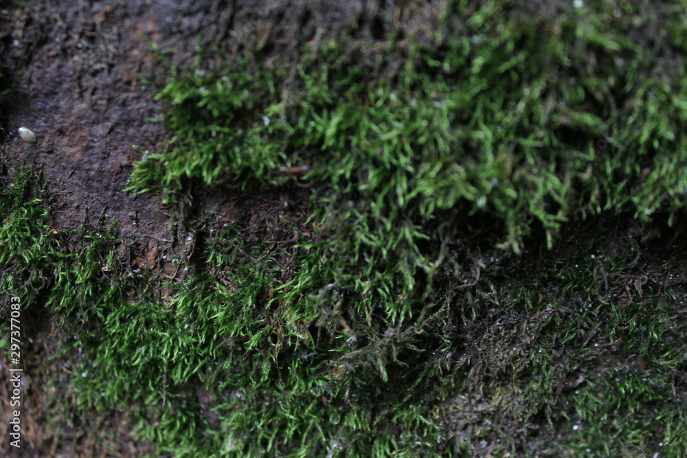 background background
