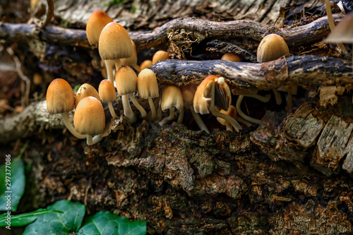 Autumnal mushrooms growing in the woods on a dead tree.