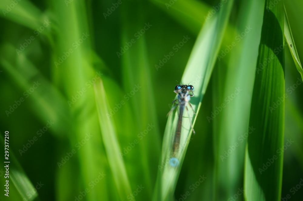 Beautiful photos of insects in nature. Macrophotography of insects in nature. Beautiful natural background. Beautiful photos of insects in nature. Macrophotography of insects in nature. Beautiful natural background.