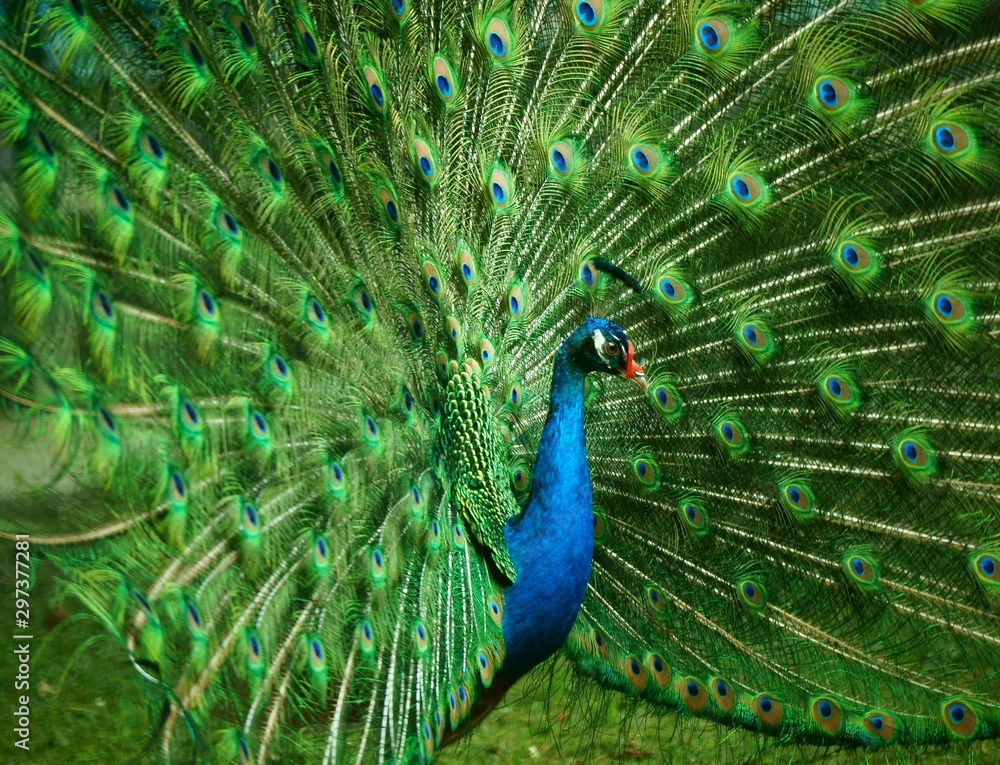 Obraz premium peacock with feathers out