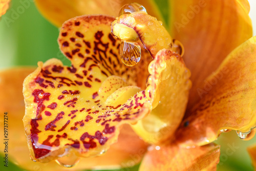 Photos droplets on yellow cymbidium