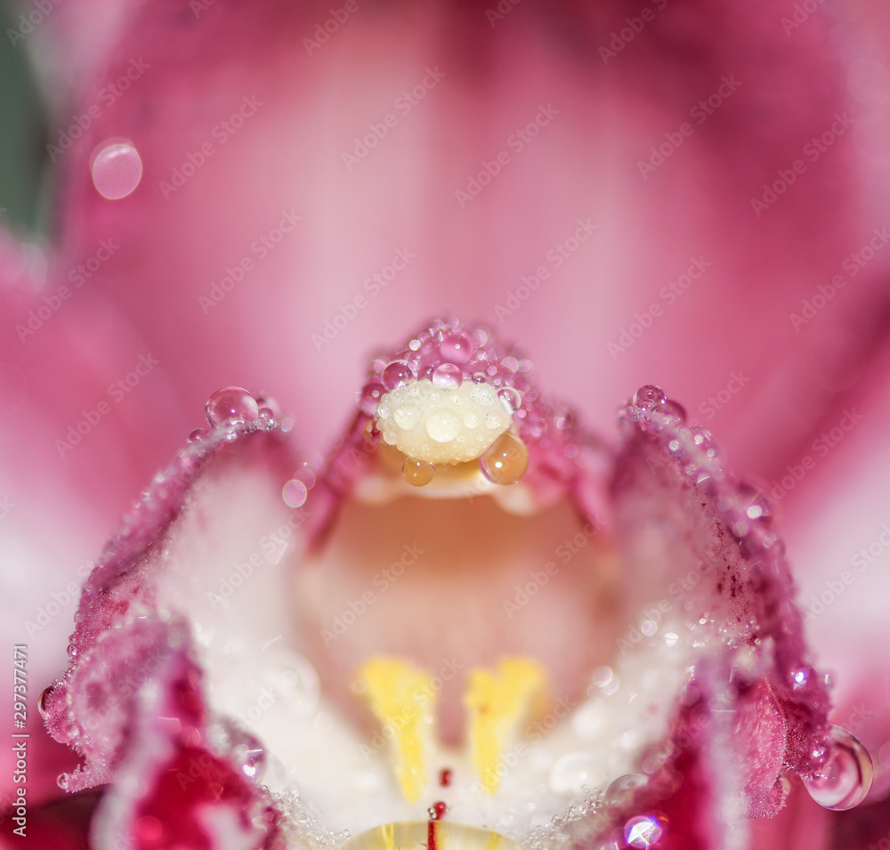 droplets on pink cymbidium droplets on pink cymbidium