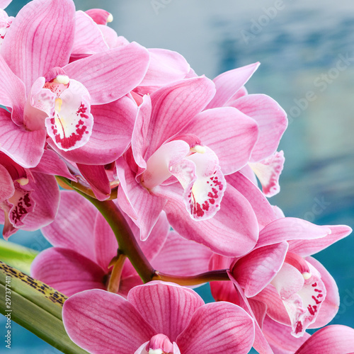 Canvas Print pink cymbidium