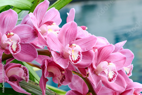 Fotografía pink cymbidium orchid