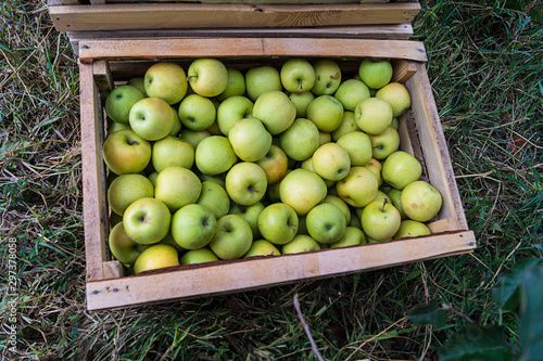 Apple orchard. Rural landscape. Harvesting. Freshly picked apples in a wooden crate stand on the grass.