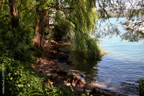 shore of Zurich lake  beautiful nature on sunny summer day  branches of trees falling over water lake 