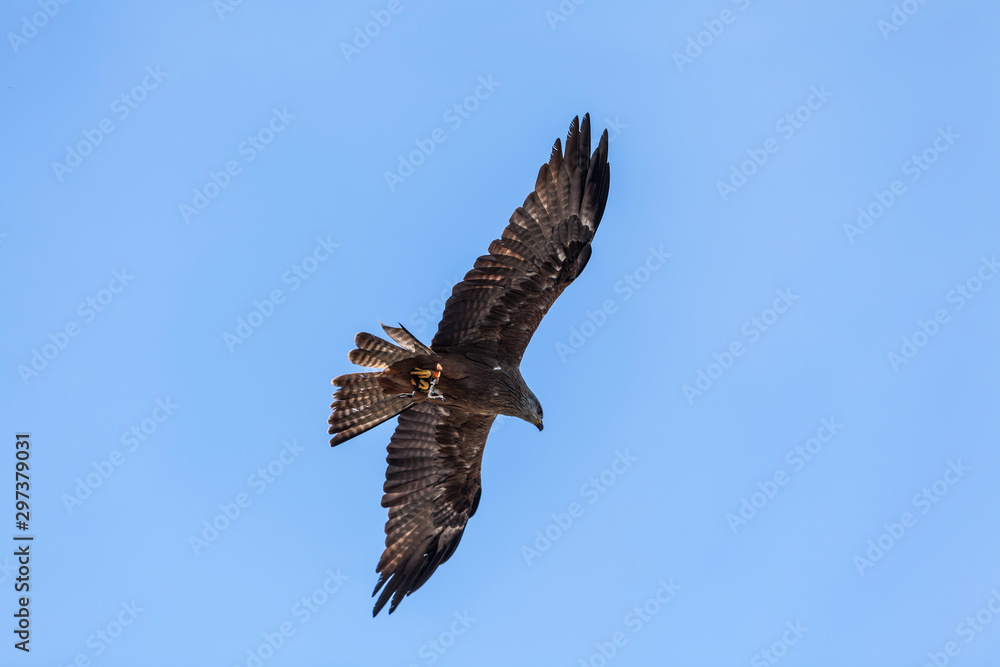 Milvus migrans Milvus migrans