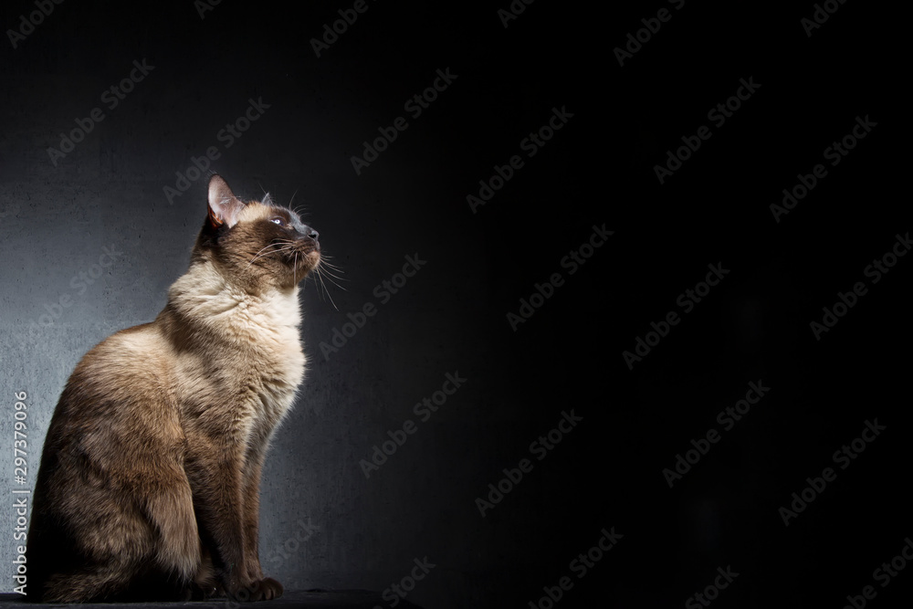 Silhouette of a cat in profile on a dark background. Siamese cat is sitting