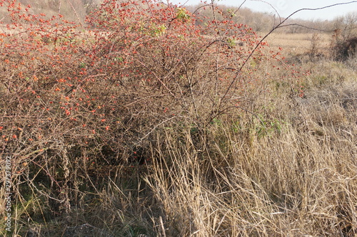 red rose hip on a yellow field background