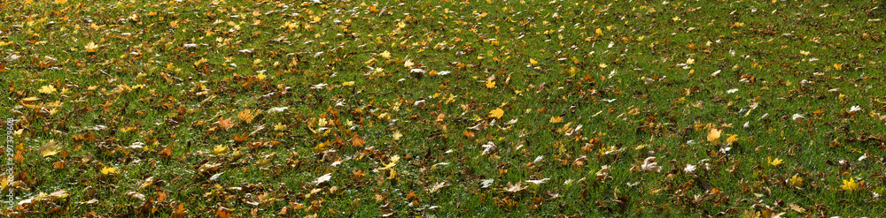 image of autumn leaves in the park on the grass image of autumn leaves in the park on the grass