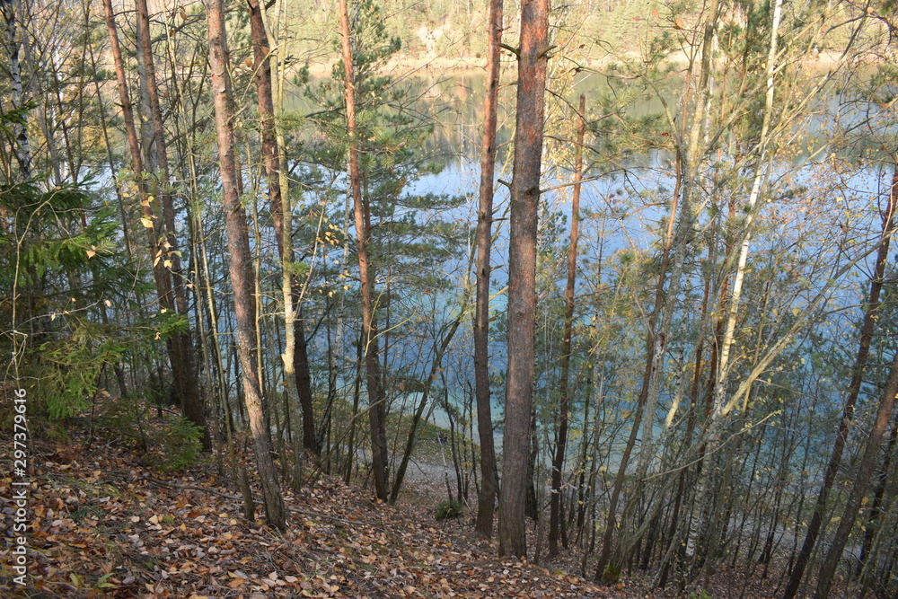 Fototapeta premium forest in autumn