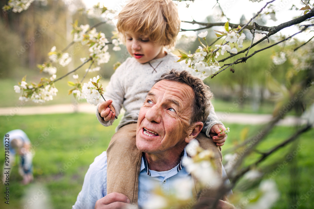 Ταπετσαρία Senior grandfather with toddler grandson standing in nature in spring